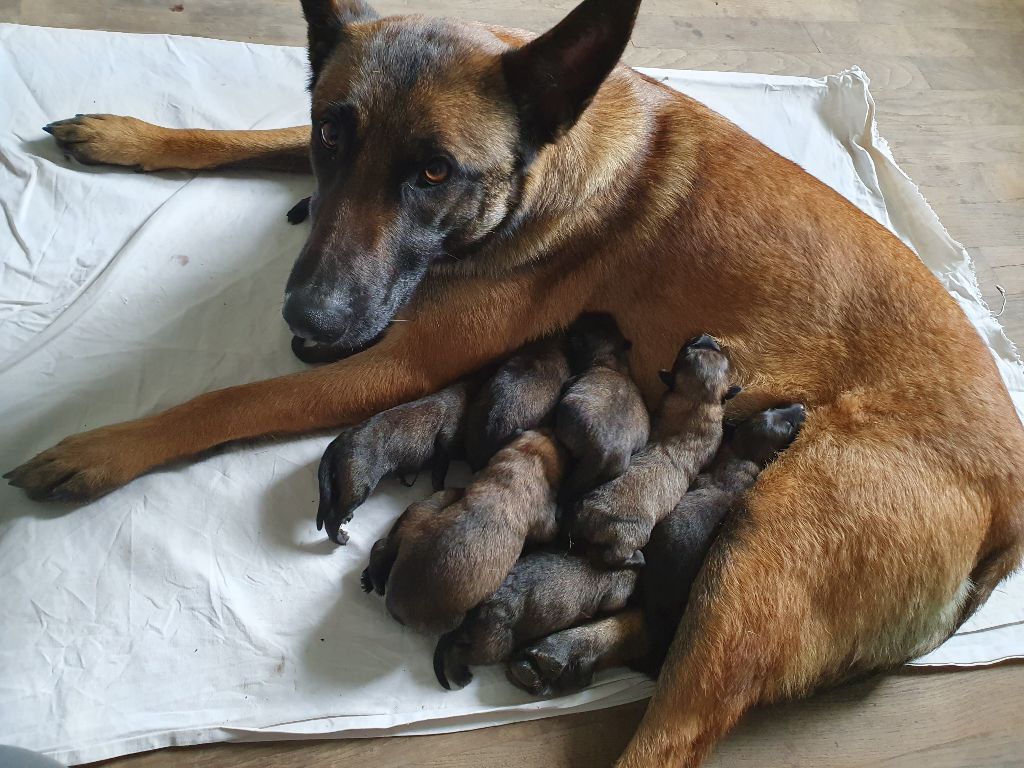 chiot Berger Belge Du Domaine D'Equidog-Ranch