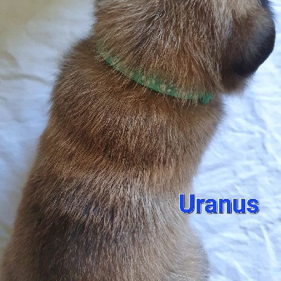 Uranus