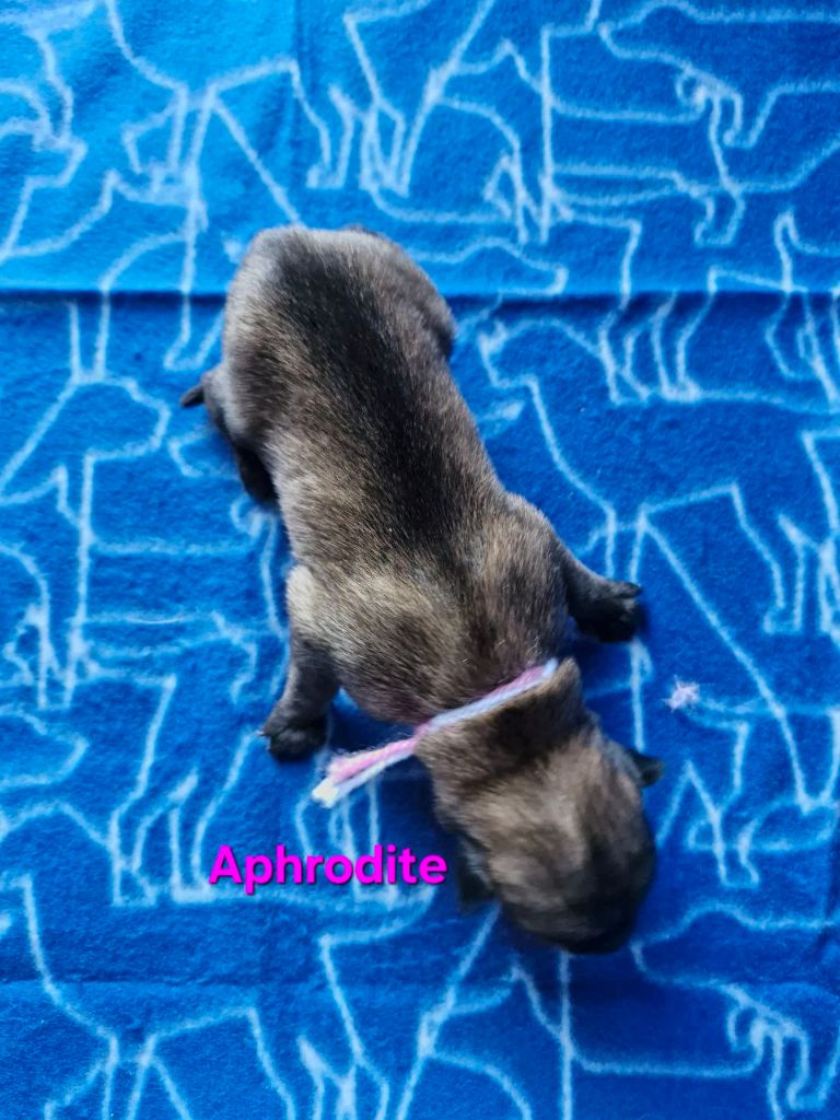 Du Domaine D'Equidog-Ranch - Chiots disponibles - Berger Belge