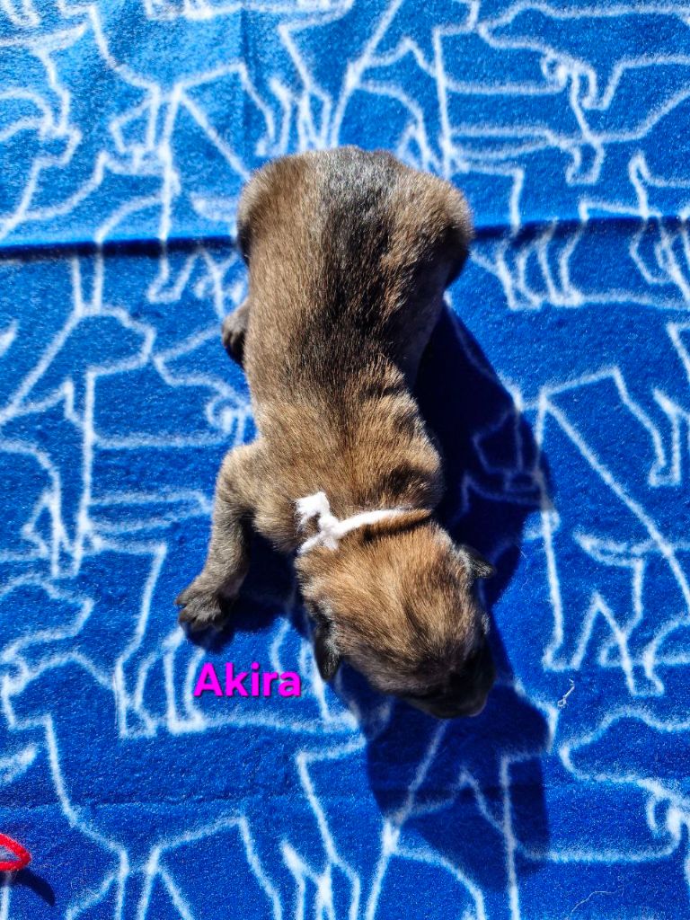 Du Domaine D'Equidog-Ranch - Chiots disponibles - Berger Belge