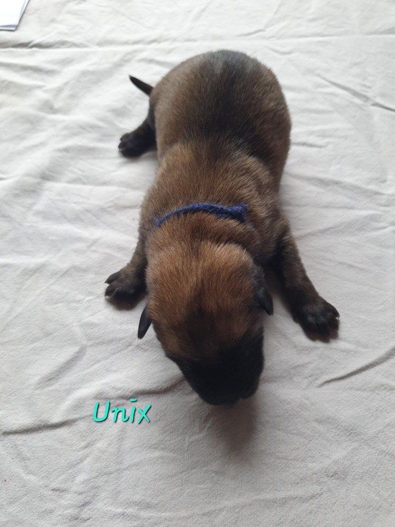 Du Domaine D'Equidog-Ranch - Berger Belge - Portée née le 04/12/2023