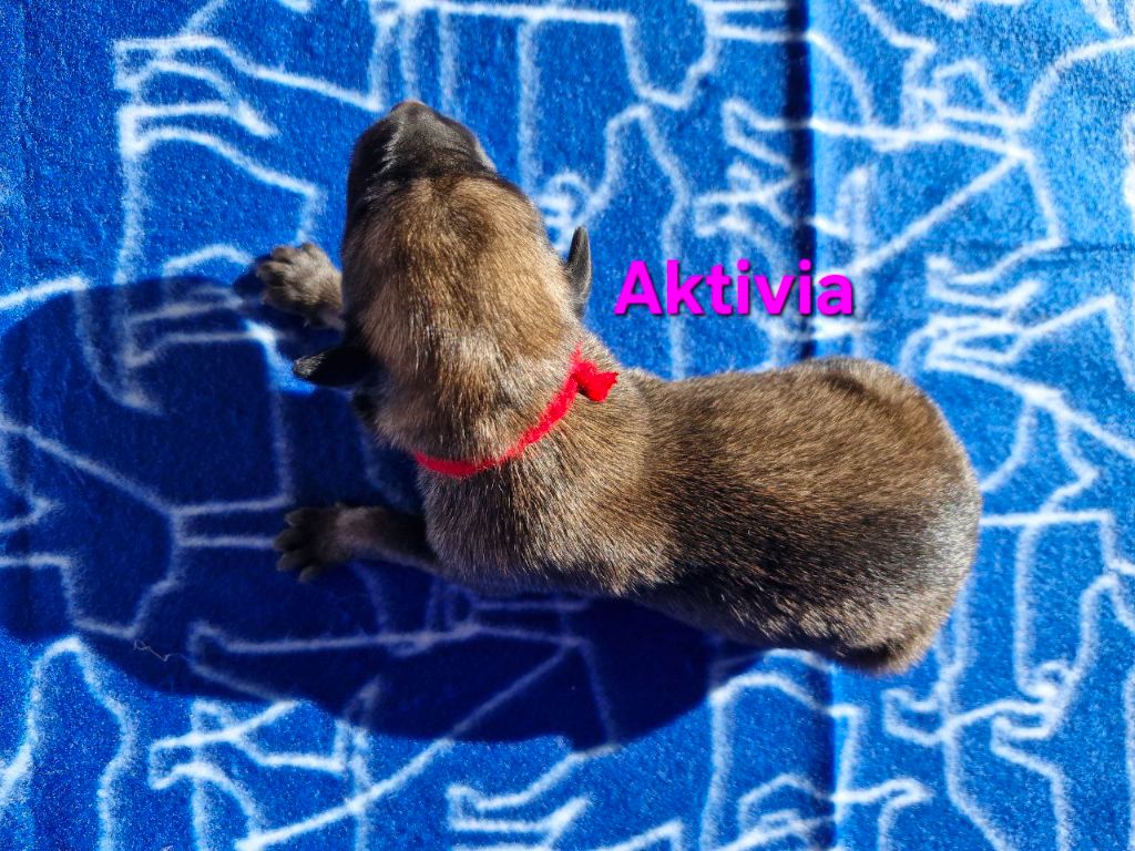 Du Domaine D'Equidog-Ranch - Chiots disponibles - Berger Belge