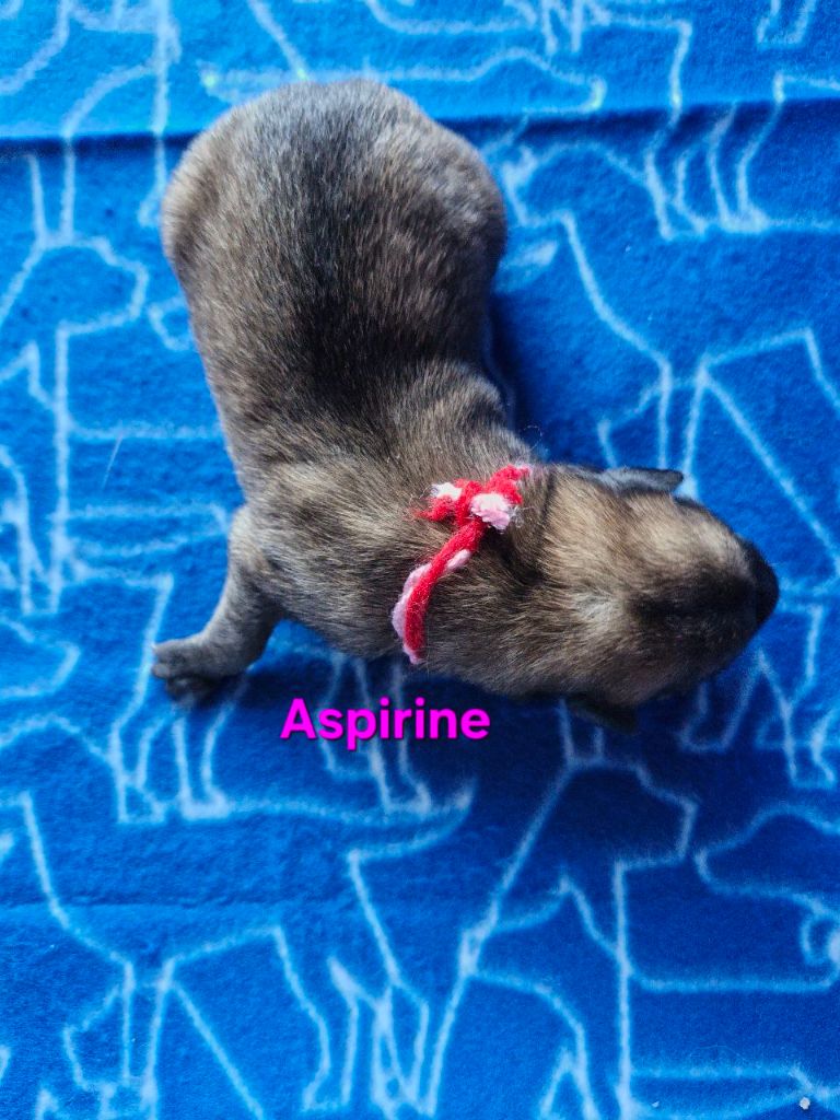 Du Domaine D'Equidog-Ranch - Chiots disponibles - Berger Belge