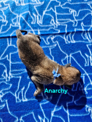 Anarchy