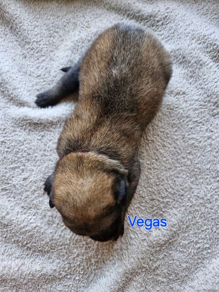 Du Domaine D'Equidog-Ranch - Berger Belge - Portée née le 21/07/2024